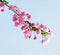 Flourish pink Chinese flowering crab apple flowers