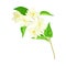 Flourishing Branch with Fragrant Tender Flowers Vector Illustration