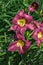 flourishing daylily Hemerocallis