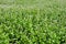 Flourishing field of buckwheat