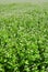 Flourishing field of buckwheat