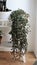 Flourishing green houseplant on a white flower rack