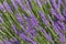 A flourishing lavenda / landscape