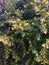 A flourishing little sapling spruce green