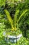 Flourishing natural fresh green fern on a stone garden pot against lush foliage