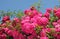 Flourishing pink rose bush, full bloom