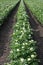 Flourishing potato plants