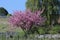 A flourishing tree in the Lavaux area Switzerland