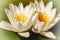 Flourishing white water lilies