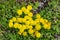 Flourishing yellow dandelions