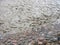 Flow of dirty water flows along the cobble bridge after heavy rain