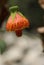 The flower of an Abutilon