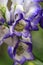 A flower of the aconite in macrophotography.