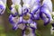 A flower of the aconite in macrophotography.