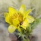 Flower of Adonis in the rays of the bright spring sun. Ladybird sitting on a flower petal