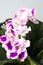 Flower African violet