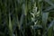 flower against the background of high green grass in summer, selective focus