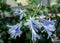 Flower Agapanthus africanus