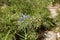 The flower agapanthus africanus in the garden of ain asserdoun in the Moroccan city of Beni Mellal