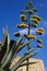 Flower of an agave on a background of the blue sky