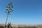 Flower, Agave, cactus, desert, skyline