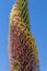 Flower of agave plant in the fountain hills park Fountain Hills AZ