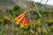 Flower at Aguas Claras waterfall in Vale do Capao, Chapada Diamantina, Palmeiras, Bahia, Brazil