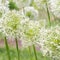 Flower Allium nutans white. Onions