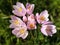 Flower Allium Roseum or Rosy Garlic