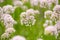 Flower Allium rotundum