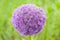 Flower Allium rotundum