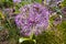 Flower allium with sharp lilac petals