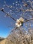 Flower Almond Blooms in Modesto California