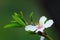 Flower Almond Tree