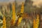 Flower of Aloe ferox