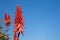 Flower of an aloe plant against a blue sky