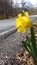 Flower alongside of Road