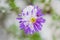 Flower of alpine asters under snow