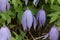 Flower of an Alpine clematis, Clematis alpina