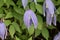 Flower of an Alpine clematis, Clematis alpina