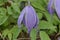 Flower of an Alpine clematis, Clematis alpina