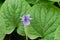 Flower of an alpine marsh violet Viola palustris