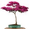 Flower of a alpine rose bonsai tree