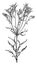 Flower of Alstrmeria Pelegrina vintage illustration