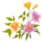 Flower alstroemeria