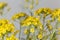 Flower of Alyssum montanum