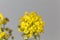 Flower of Alyssum montanum