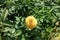 Flower of amber yellow rose cultivar