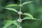 Flower of an American bugleweed, Lycopus americanus