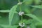 Flower of an American bugleweed, Lycopus americanus